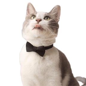 Cat Suit Collar Bowtie