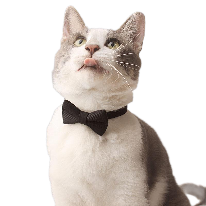 Cat Suit Collar Bowtie