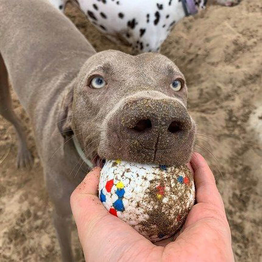 Popcorn Training Ball Dog Toy