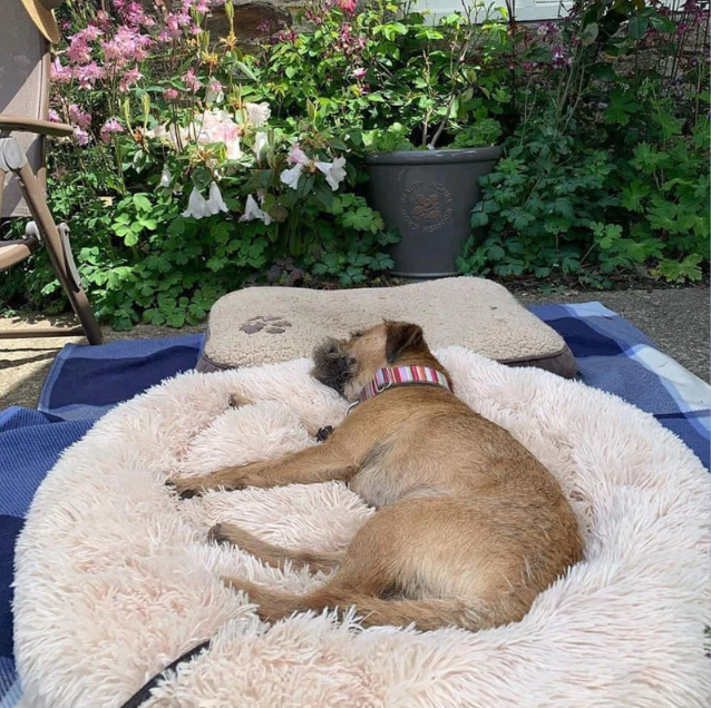 The Original Soft Cloud Dog Bed